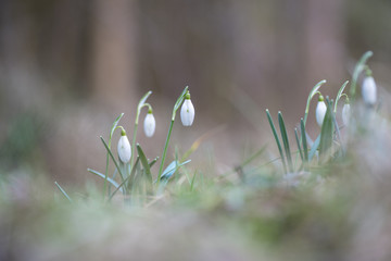 Schneeglöckchen