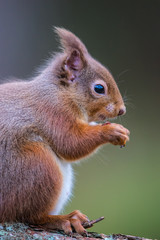 Red Squirrel (sciurus vulgaris) sitting on a log eating