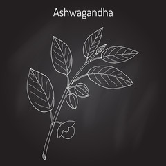 Ayurvedic Herb Withania somnifera, known as ashwagandha, Indian ginseng, poison gooseberry, or winter cherry