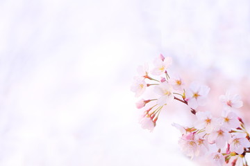 桜 © patchii