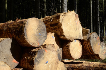 Wald und gefällte Bäume