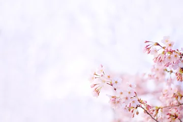 Tuinposter 桜 © patchii