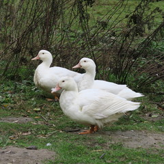 White ducks live on the bio farm and grow to healthy christmas roast