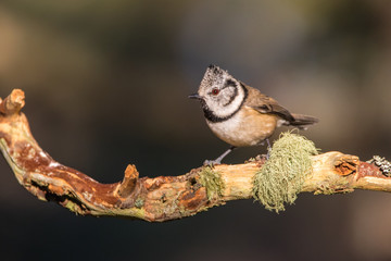 Close up of a Crested Tit (Lophophanes cristatus)
