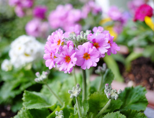 Primula sieboldii flower