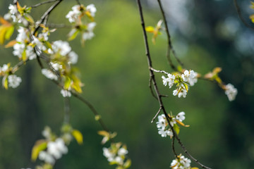 Waldblumen im Frühling