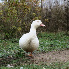 White ducks live on the bio farm and grow to healthy christmas roast