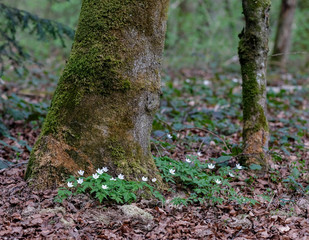 Waldblumen im Frühling