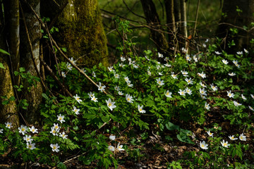 Fototapeta premium Waldblumen im Frühling