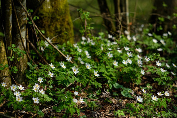 Waldblumen im Frühling