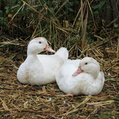 White ducks live on the bio farm and grow to healthy christmas roast