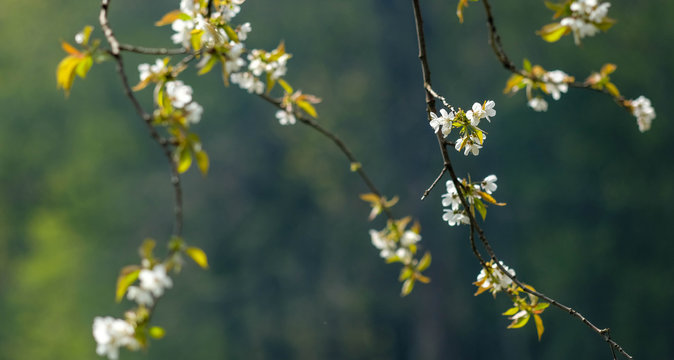 Waldblumen im Fr&uuml;hling