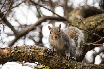 Curious squirrel