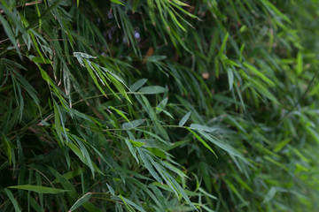 Bamboo leaves