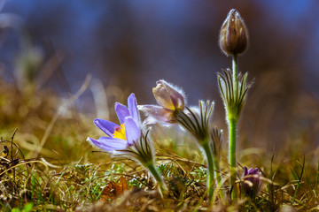 Drei blühende Krokusse im Frühling