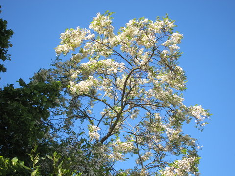 The Black locust or Acacia on blue sky