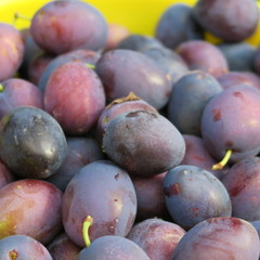 Harvest, fresh blue farmer plums harvested on the farm in autumn healthy bio fruit