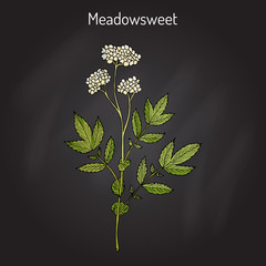 Meadowsweet Filipendula ulmaria , medicinal plant