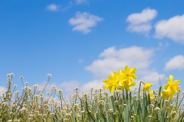 Obraz premium 那須の花