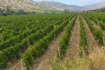 Fototapeta na wymiar vineyard against mountains