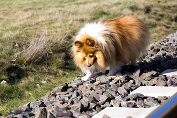 a dog runs near railroad tracks