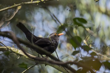 Blackbird (Turdus merula) spotted outdoors