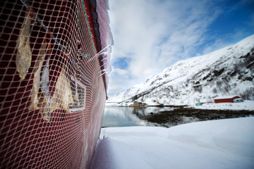 Stockfisch am Ersfjord bei Tromsø