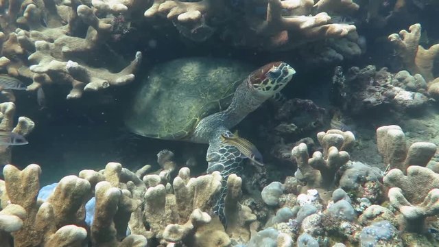 Hawksbill sea turtle current on coral reef island Bal