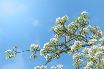 first blossoms on an apple tree