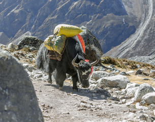 Yak caravan near Dusa village - Everest region, Nepal