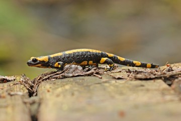 Feuersalamander (Salamandra salamandra)