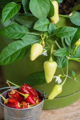 close-up of blooming chili peppers a bucket of fruit pepper 