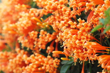 Orange flower bloom in summer of Thailand.