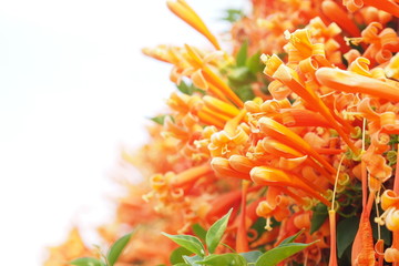 Orange flower of Pyrostegia venusta bloom in summer with background sky.