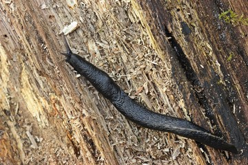 Schwarzer Schnegel (Limax cinereoniger)