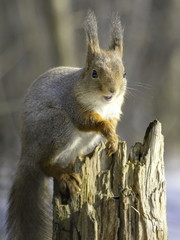 Fototapeta premium Squirrel on an old tree stump. Sciurus vulgaris. 