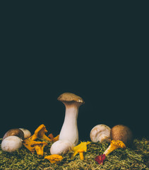 frische Pilze auf Moosboden vor schwarzem Hintergrund