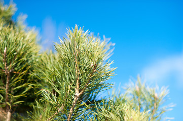 Хвойный сосновый куст © sansani4