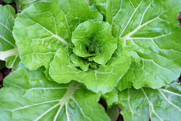 fresh chinese cabbage