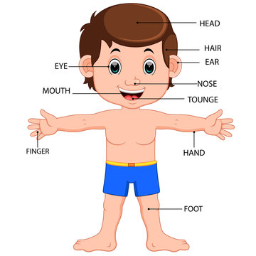 boy body parts diagram poster