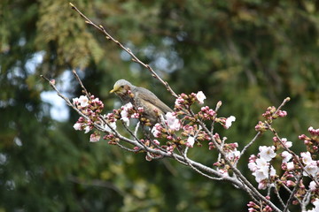 ヒヨドリと桜