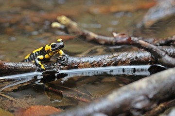 Im Bach sitzender Feuersalamander (Salamandra salamandra) mit Spiegelbild
