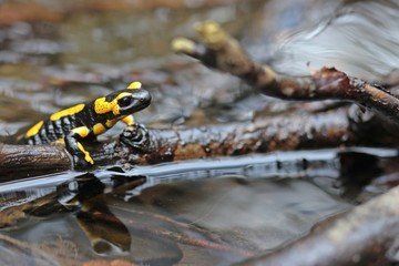 Im Bach sitzender Feuersalamander (Salamandra salamandra) mit Spiegelbild
