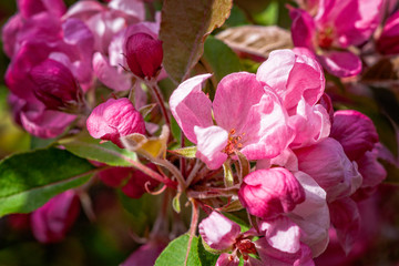 Fototapeta na wymiar Pink crabapple flowers