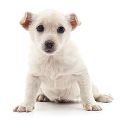 Obraz premium White puppy.