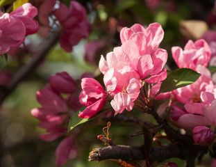 Pink crabapple flowers