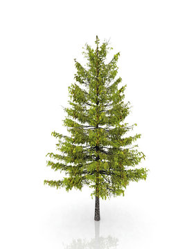 fir tree