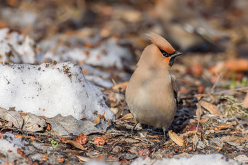 waxwing bird apples snow