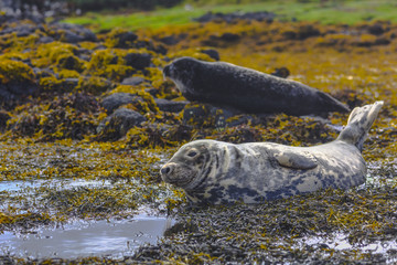 Smiling seal near Dunvegan Castle