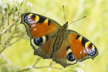 Tagpfauenauge